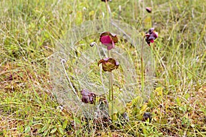 Pitcher Plant, Sarracenia purpurea