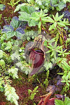 Pitcher Plant (Sarracenia purpurea)