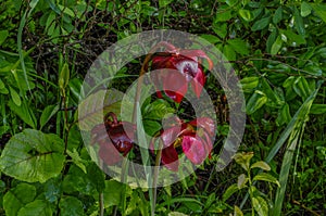 Pitcher Plant, Sarracenia Purpurea, Adirondack Forest Preserve, NY