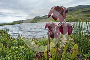 Pitcher plant Sarraceniaceae flowers macro