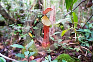 Pitcher Plant, scientific name Nepenthes reinwardtiana