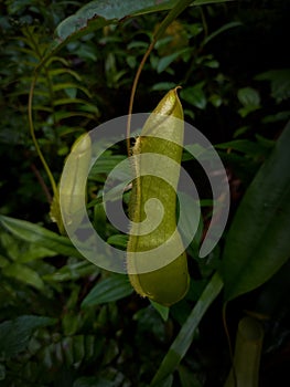 Pitcher plant in Sinharaja Rain forest,Srilanka