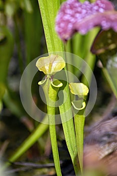 Pitcher plant or trumpet pitcher sarracenia