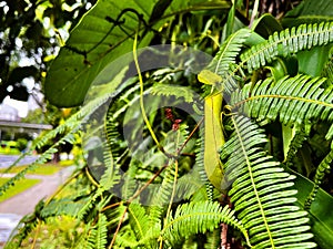 Pitcher plant (Nepenthes gracilis)