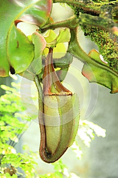 Pitcher plants