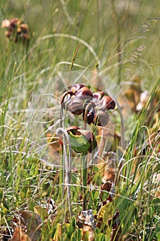 Pitcher Plants