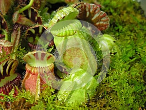 Pitcher Plants