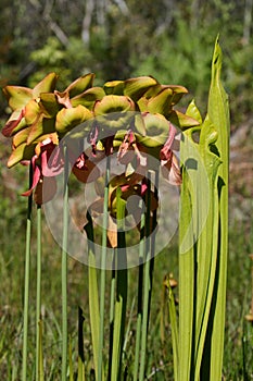 Pitcher Plants