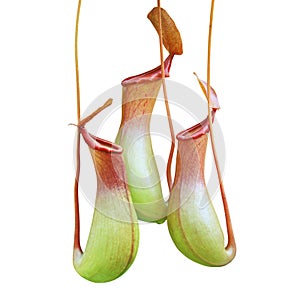 Pitcher Plants, Nepenthes Isolated on White Background with Clipping Path photo