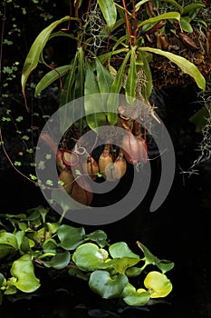 Pitcher plants overhanging a pond