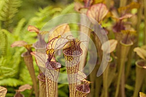 Pitcher plants (Sarraceniaceae)