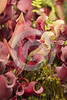 Pitcher plants (Sarraceniaceae)