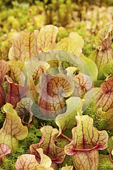 Pitcher plants (Sarraceniaceae)