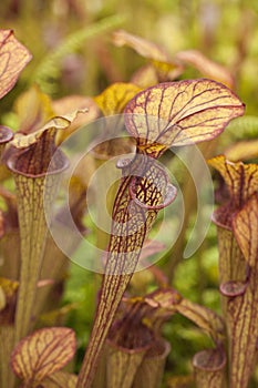 Pitcher plants (Sarraceniaceae)