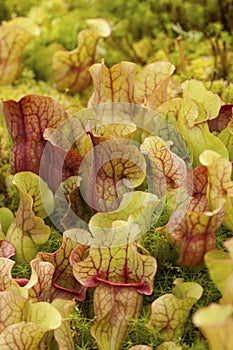 Pitcher plants (Sarraceniaceae)