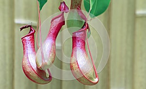 Pitcher plants
