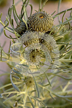 Pitcher`s Thistle   6496