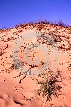 Pitcher`s Thistle   20388