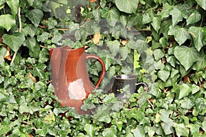 Pitchers in ivy