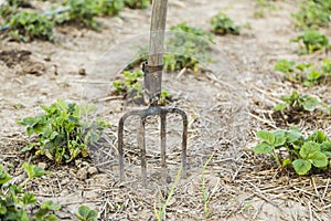 Pitchfork in the ground closeup