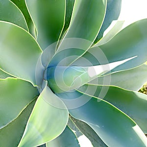 Pitera, Maguey, Agave, detail from Mediterranean
