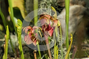 Pitfall plant sarracenia purpurea