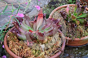 Pitfall traps-a prey-trapping ,Sarracenia purpurea Carnivorous plants ,Carnivorous Pitcher plant.