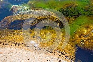 Pitfalls and shells covered with algae, small shells.