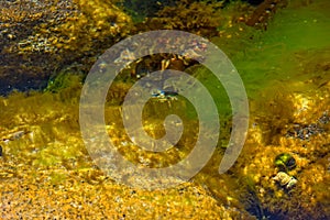 Pitfalls and shells covered with algae, small shells. in the clean sea