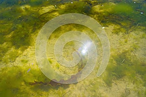 Pitfalls and shells covered with algae, small shells. in the clean sea