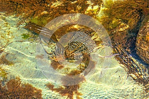 Pitfalls and shells covered with algae, small shells. in the clean sea