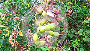 Pithecellobium dulce tree green fruits