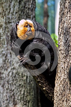 Pitheciidae, White-faced saki