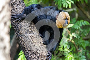 Pitheciidae, White-faced saki
