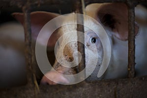 pitiable pig in small cage waiting to be killed, in dark tone