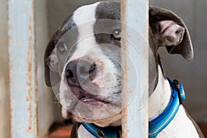 Pitiable Pit bull terrier dog in the cage