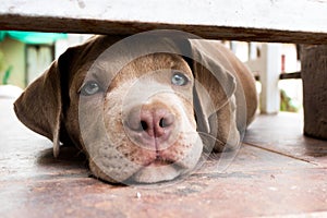 Pitiable Pit bull terrier dog in the cage