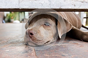 Pitiable Pit bull terrier dog in the cage