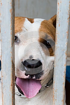 Pitiable Pit bull terrier dog in the cage