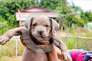 Pitiable Pit bull terrier dog in the cage