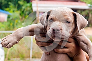 Pitiable Pit bull terrier dog in the cage