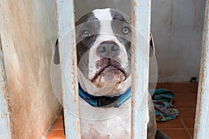 Pitiable Pit bull terrier dog in the cage