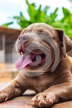 Pitiable Pit bull terrier dog is watching on something