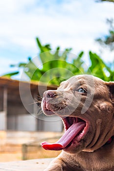 Pitiable Pit bull terrier dog is watching on something