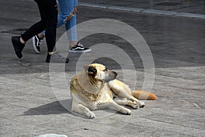 Pitiable stray dog in greece