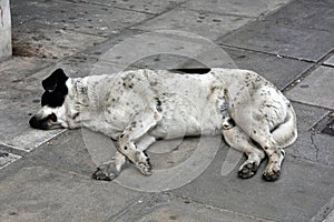 Pitiable stray dog in greece