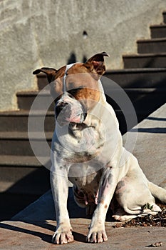 Pitiful crossbreed stray dog sitting in the dirt