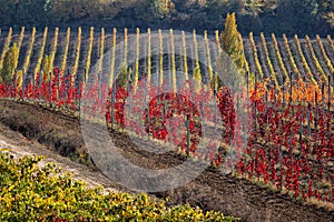 Pitoresque region Tuscany, colorful wineyard in autumn, Italy.