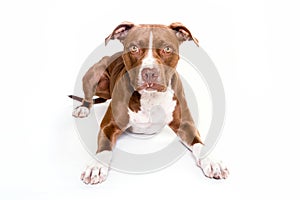 Pitt bull dog portrait laying in white background