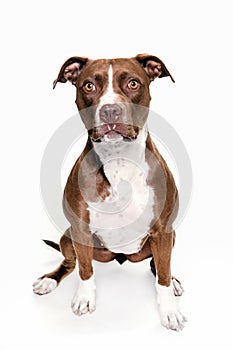 Pitt bull dog portrait sitting in white background